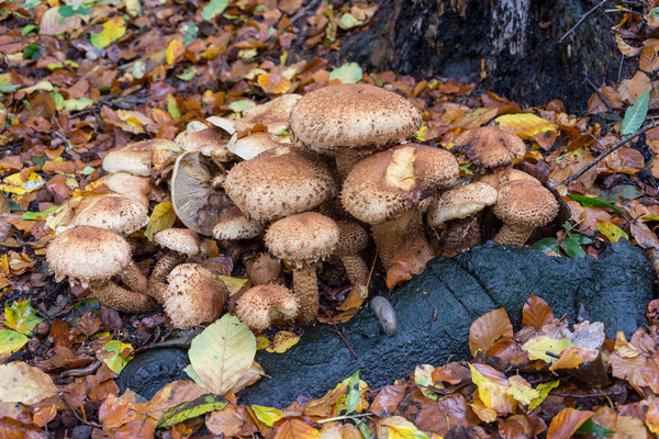 Sparriger Schüppling (Pholiota squarrosa) ?