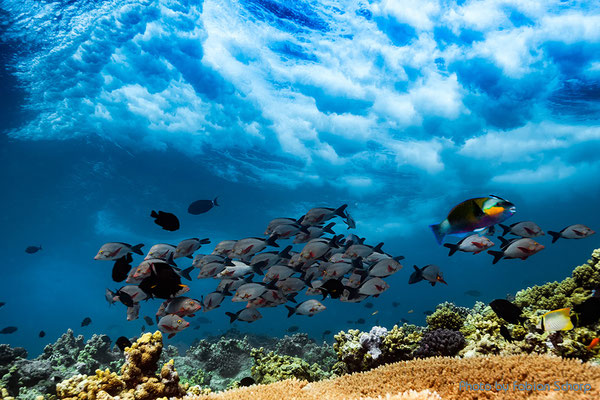 A school of humpback snappers below the breaking waves of Angarosh, Sudan - Foto von Fabian Schorp