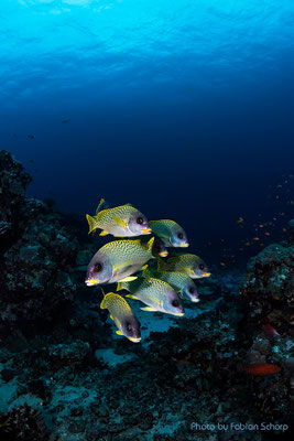 Blackspotted sweetlips, Shaab Rumi, Sudan - Foto von Fabian Schorp