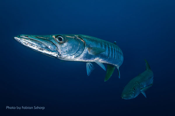 Foto von Fabian Schorp