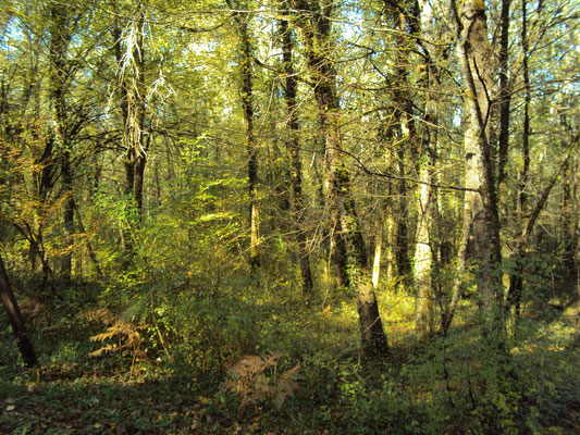 Forêt domaniale