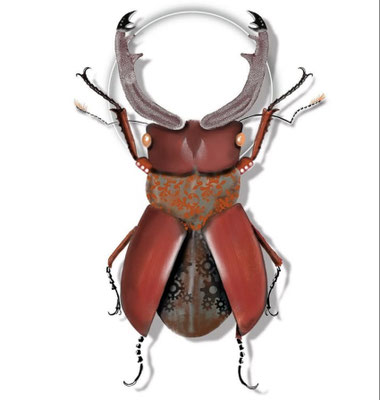 Hirschkäfer