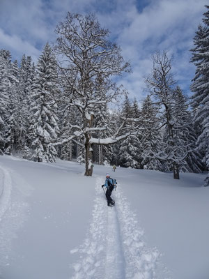 nach der Forststraße auf 1290m