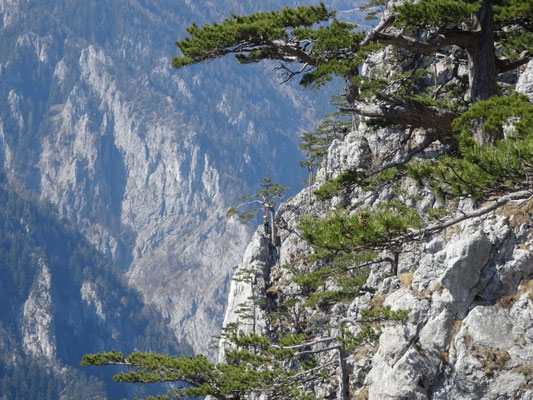 Blick zu einer Seilschaft am Richterweg