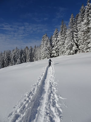 auf 1050m kommt man in den Wald