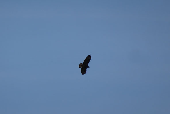 auch ein Adler kommt noch dazu