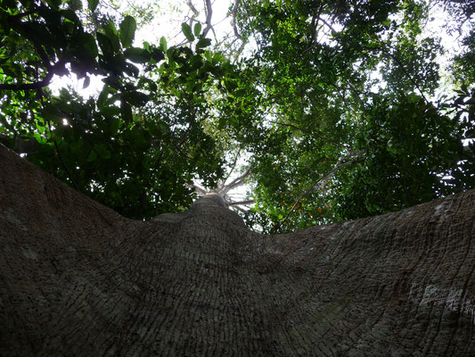 Riesenbaum von unten