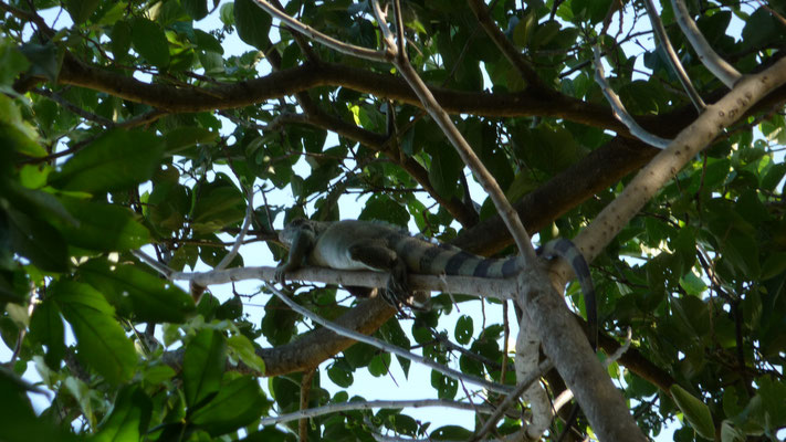 Leguan im Baum