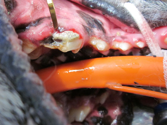 Zahnbehandlung bei einem Hund mit zerstörtem Backenzahn