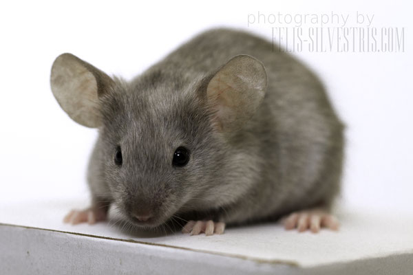 Blue Silver Agouti Splashed