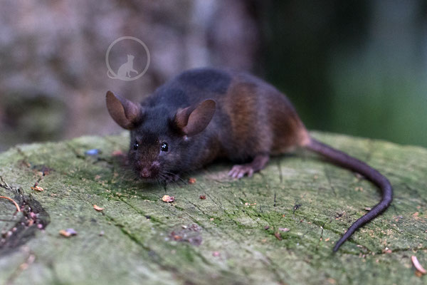 Golden Agouti Umbrouse