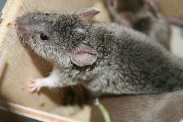 Rex Agouti Headspot