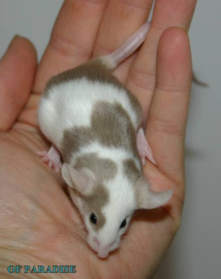 Beige Piebald - Danke für das Bild an Farbmauszucht.de!