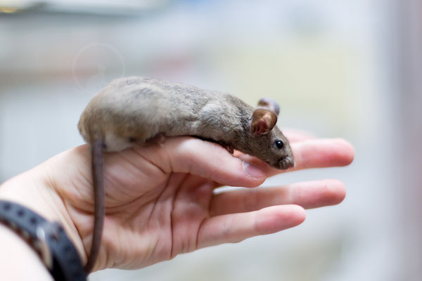 Blue Agouti