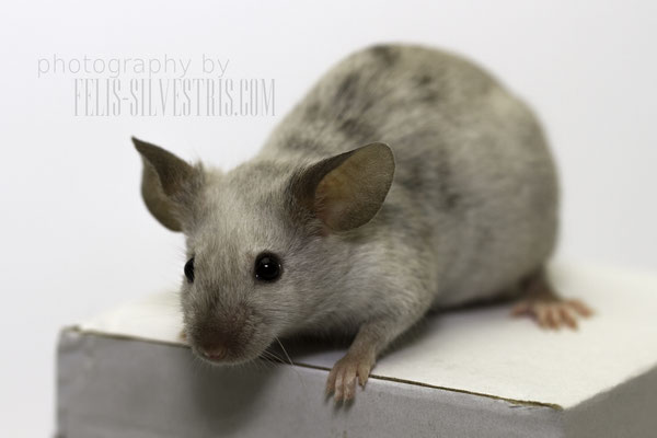 Agouti Point Splashed