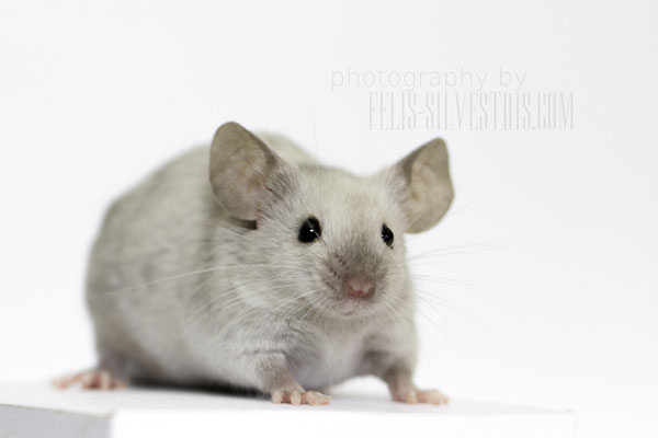 Blue Agouti Point Splashed