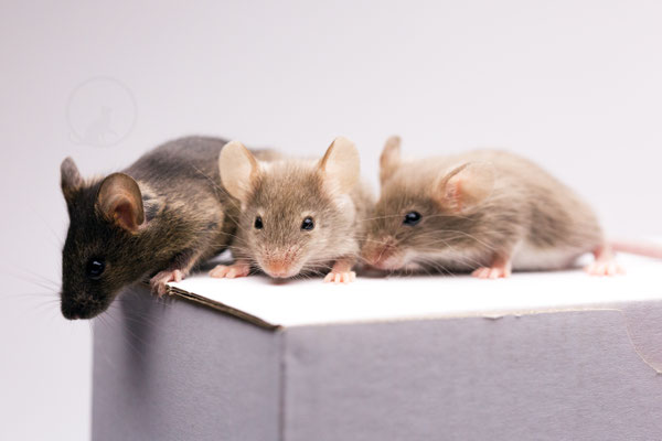 von rechts nach links: Agouti, Sepia White Agouti, Sepia Fox