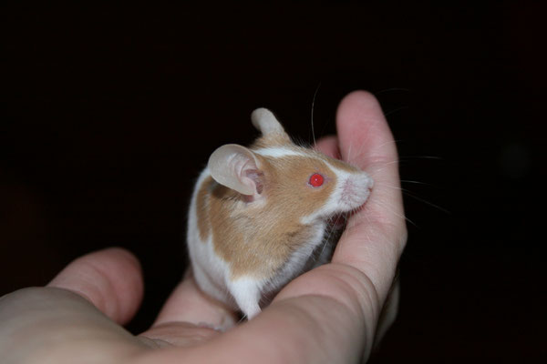 Argente Piebald