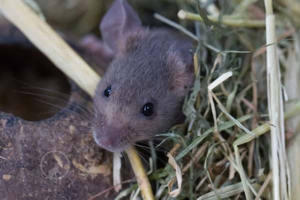 Blue Agouti Gesicht