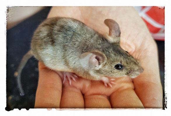 Brindel Agouti. Danke an Flammenkuss für das Bild!