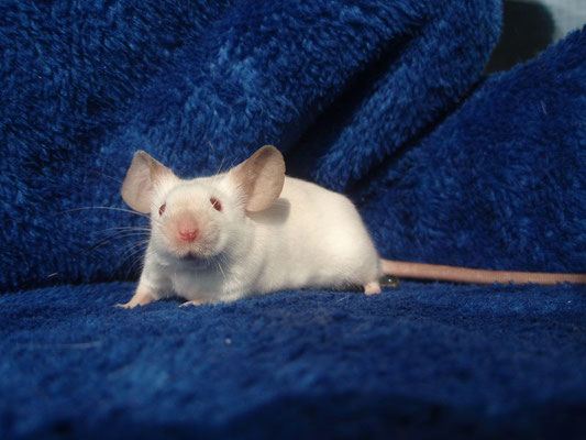 Agouti Himalayan - Danke an Mel von Gesunder-kleintierzucht.jimdo.com für das Bild!