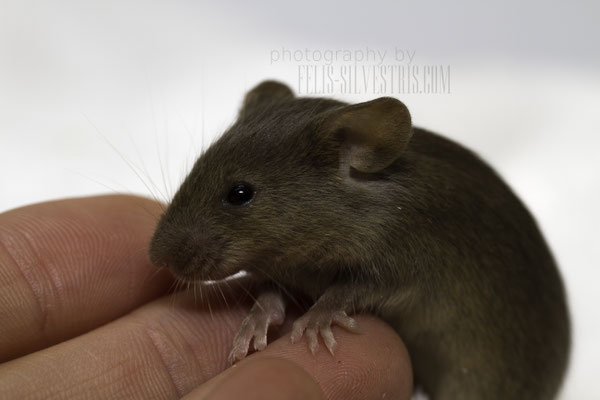 Golden Agouti Welpe