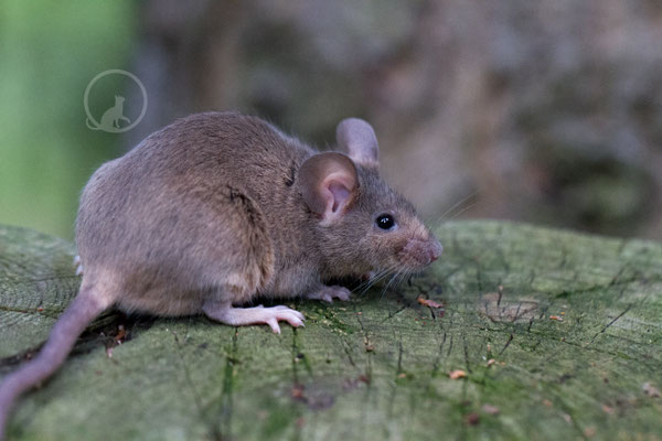 Blue Agouti