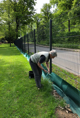 Aufwändiges Festzurren des Amphibienzauns am Metallzaun der Parkanlage