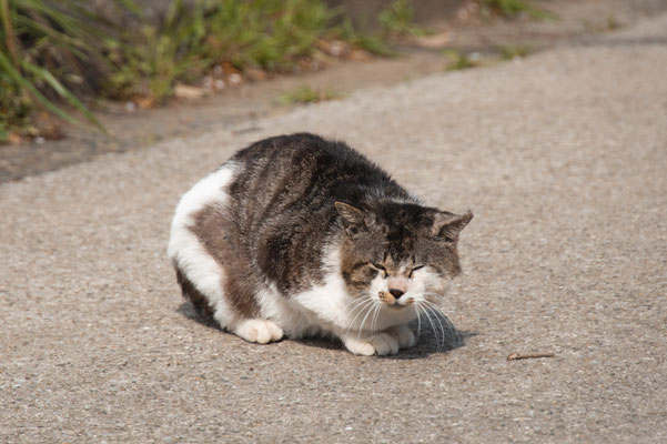 癒しのぬこ Yusuke248photo ページ