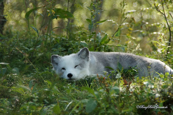 Polarfuchs