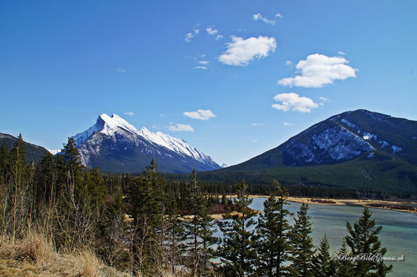 Bald in Banff