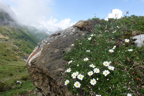 Bergfrühling...