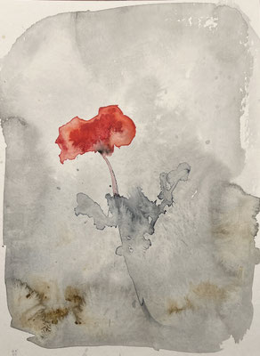 poppy watercolour