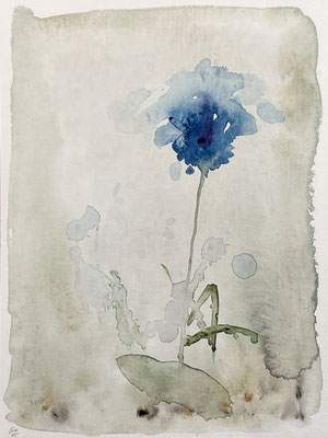 cornflower watercolour