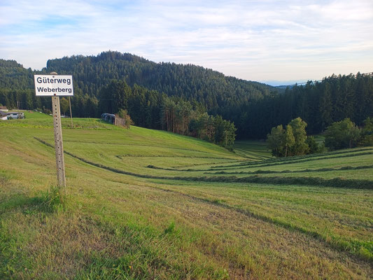 frisch geschnittenes Gras