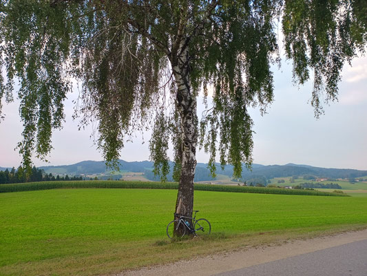 Riesige Birke in Hirtlhof