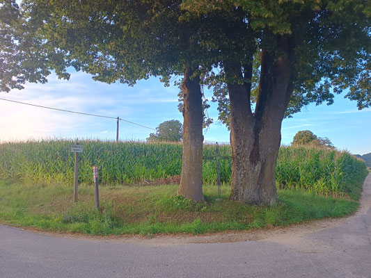 mächtige Eichen flankieren ein geschmiedetes Eisenkreuz