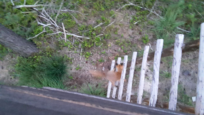 Jungfuchs klettert auf den Hochsitz