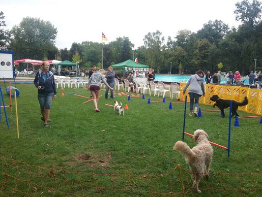 Der Übungsplatz  der  gluecklichenhundewiese wurde gut  besucht.