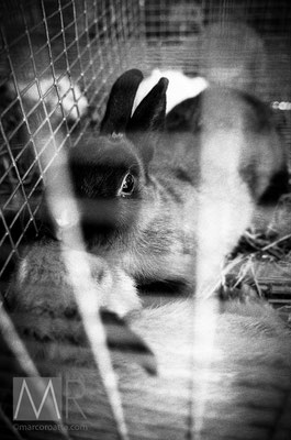 L'ultimo bacio - Conigli in attesa di essere venduti - Francia anni '90
