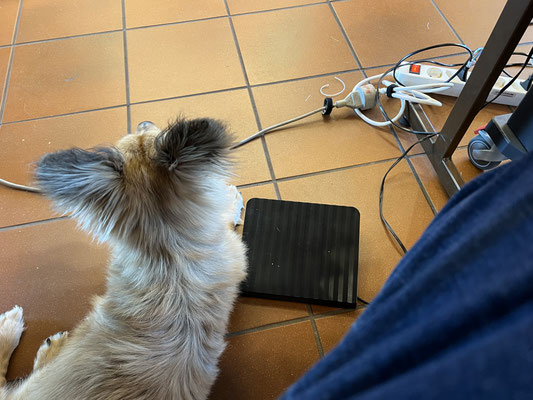 Buddy auf Lauerposten