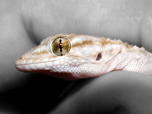 3. Mirada de reptil