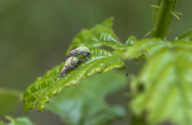 42. Curculio