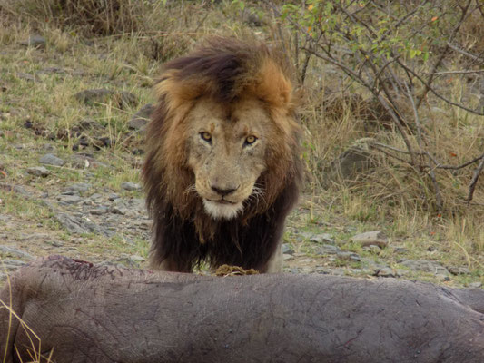 12. León con "hipo" Masái Mara