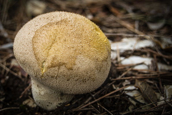 9. Lycoperdon