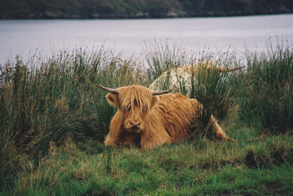 43. Scottish bull