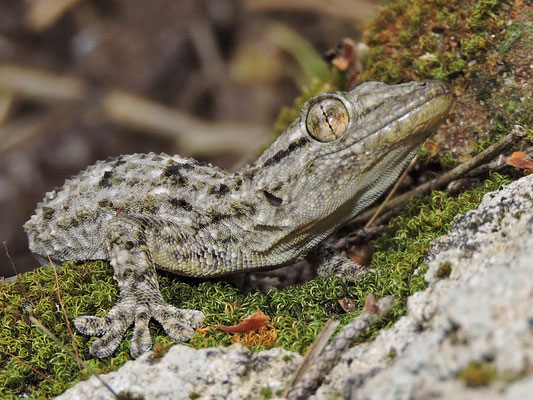 1. Andragó (Tarentola mauritanica)