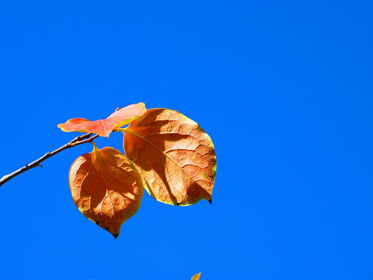 25. Llegando el otoño