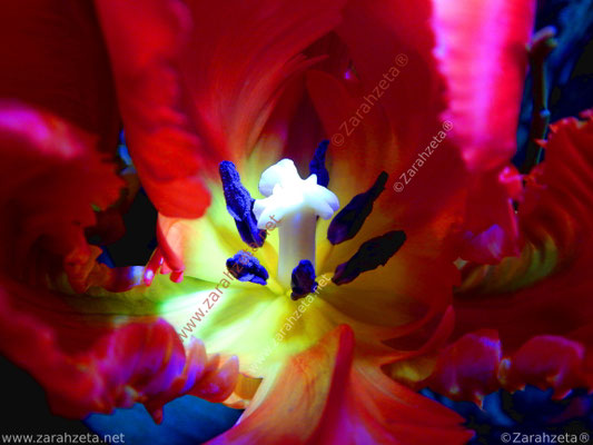 Das Innere einer Tulpe als floraler Thronsaal