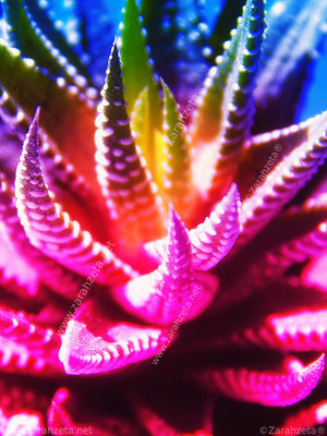 Harworthia in Regenbogenfarben als Makroaufnahme